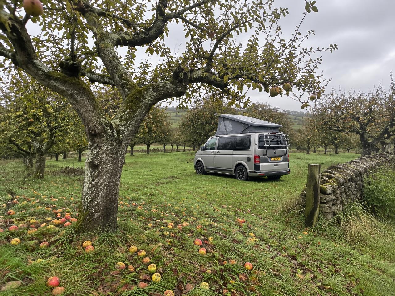 Cider orchard pitch near Glastonbury